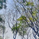 봄날-산책 이미지