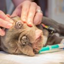 곤지암 동물병원 이미지