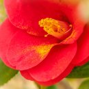 레드라이트 이미지