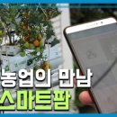 대세팜