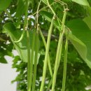 미국 남부지방에 자생하는 인디언콩나무(Indian Bean Tree, 꽃개오동?) 이미지