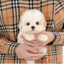 미유펫강아지분양고양이분양
