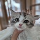 오즈캣 DMC점 이미지