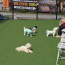 안양애견 | 안양 애견카페 산마을 애견카페 방문 후기