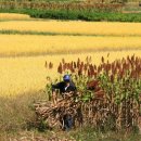 황금들녘 이미지