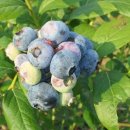 반곡 농장 이미지