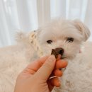 펫스페이스 이미지