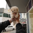 대구강아지분양 퍼피얌 이미지