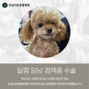 강남동물병원 | 담낭 점액종 수술 하러 도곡동 강남다온동물병원 방문