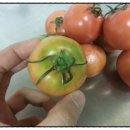 부산 대저 짭짜리 토마토를 소개합니다. 이미지