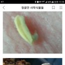 라메리 로 수정 합니다(파키포디움) 이미지