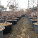 성목목장 이미지