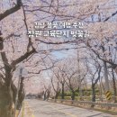 창원 벚꽃 명소 교육단지 개화상태 주차
