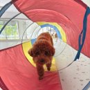 더펫(The Pet) | [다낭 펫샵] 애견호텔, 애견미용 : 더멍펫샵 The Mung Petshop