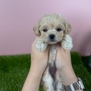 보은병원 | 보은강아지 말티푸 분양, 대전 동양 애견에서 가족을 만나다