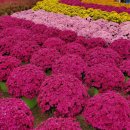 개정꽃농원 | 내설악을 품은 인제 가을꽃 축제 '꽃길만 걷자' - 인제 용대리마을