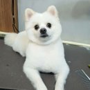 호빵펫살롱 이미지
