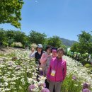창포원 아르미아 꽃축제(2024.5.16) 이미지