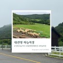 하늘목장 | 강원도 평창 대관령 앙떼목장 추천 대관령 하늘목장(입장료, 트랙터, 주차 후기)