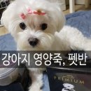 펫반 | 강아지 죽, 정담은 펫반 ,멍뭉에겐 펫반 !