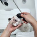 젤리펫살롱 with 아로마 이미지