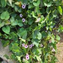 전산옥민박 이미지