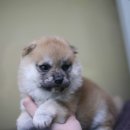 스타트독 구리점 이미지