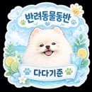 강아지숲 네이처풀 후기 | 춘천 강아지 수영장 가격 샤워시설 정리