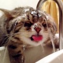 연두 동물병원 이미지