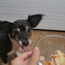 삼복이네 수제간식 이미지