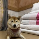 킹멀티오락실 | [후쿠오카 총정리] 텐진 가볼만한곳 · 맛집 · 이토시마 투어 · 벳푸 온천 후기 및 유후인 비교