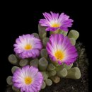 한 수산 이미지