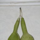 표주박