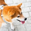 도도한강아지 이미지