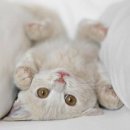 행복한 고양이 이미지