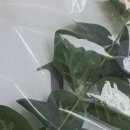 파티팡24 이미지