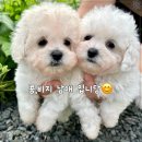 동행 애견 돌봄센터 하남점 이미지