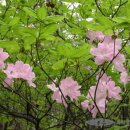 에메랄드그린 이미지