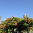 알천자전거길(남) | 7월 인천 능소화 명소 센트럴파크부터 사슴공원까지, 송도 자전거 데이트 코스 당일치기 딱!