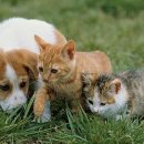 도도한고양이 이미지