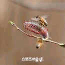버들강아지 이미지