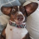 웃는 강아지 이미지