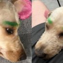 분홍강아지 이미지