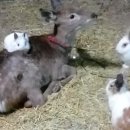 강릉아기동물농장 이미지