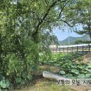 청도식당 | 48년된 육국수가 있는 청도식당 후기 (유등지 연꽃 실시간)