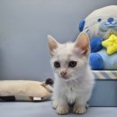 오즈캣 DMC점 이미지