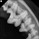 베스트 프렌즈 동물병원 이미지