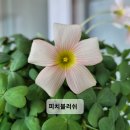 사랑초 Daum카페