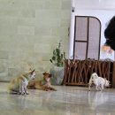 요가로움 | 발리 짱구&amp;울루와뚜 여행 추천 코스! 퍼피요가 예약 방법 및 후기