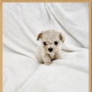 양평특수견 이미지